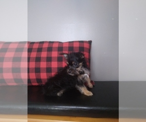 Yorkshire Terrier Puppy for sale in INDIANAPOLIS, IN, USA