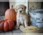 Puppy Candy Goldendoodle-Poodle (Standard) Mix