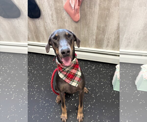 Medium Photo #10 Doberman Pinscher Puppy For Sale in Buffalo, MN, USA