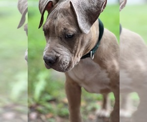 American Bully Puppy for sale in GLENN DALE, MD, USA