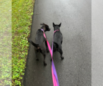 Small #4 Chinese Shar-Pei-Labrador Retriever Mix
