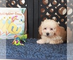 Small #1 Poodle (Toy)