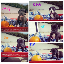Great Dane Puppy for sale in AGENCY, MO, USA
