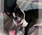Small #2 Boston Terrier