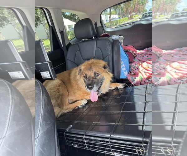 Medium Photo #3 Chow Chow-German Shepherd Dog Mix Puppy For Sale in Valrico, FL, USA