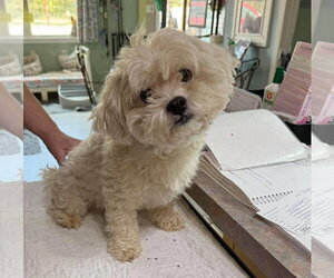 Bichon Frise Dogs for adoption in Benton, LA, USA
