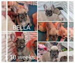 Small Photo #16 French Bulldog Puppy For Sale in MCKINLEYVILLE, CA, USA
