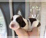 Small #4 English Springer Spaniel