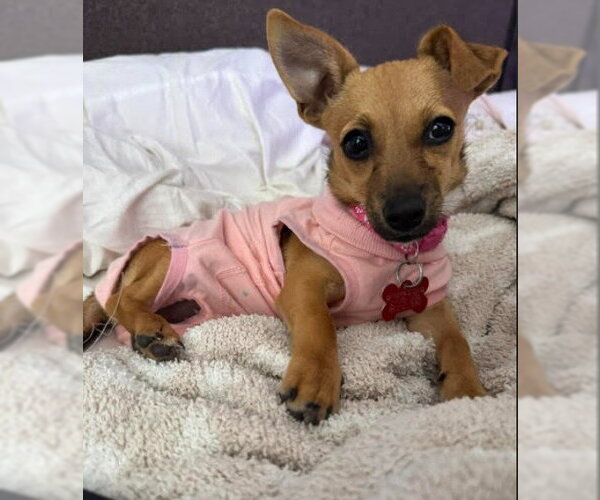 Medium Photo #1 Chiweenie Puppy For Sale in San Diego, CA, USA