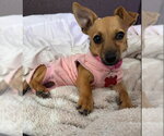 Small Chiweenie