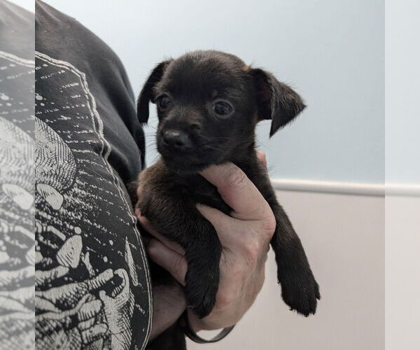 Medium Photo #1 Chihuahua Puppy For Sale in Chico, CA, USA