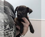 Small Chihuahua