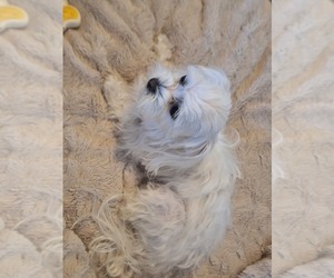 Mother of the Maltese puppies born on 06/13/2025