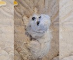 Small Photo #1 Maltese Puppy For Sale in BEAR RIVER, WY, USA