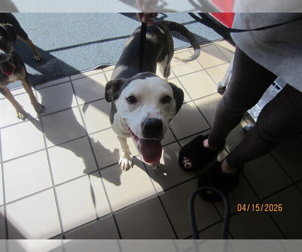 Medium Photo #1 American Pit Bull Terrier Puppy For Sale in Ocala, FL, USA