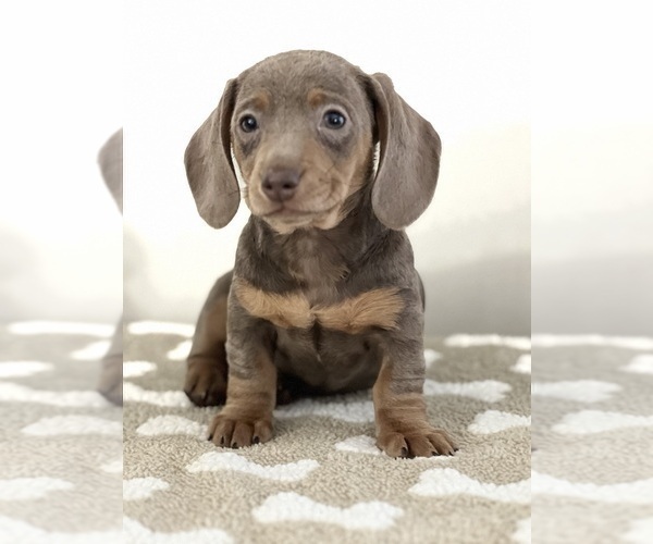 Full screen Photo #2 Dachshund Puppy For Sale in BEECH GROVE, IN, USA