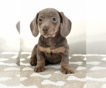 Small Photo #2 Dachshund Puppy For Sale in BEECH GROVE, IN, USA