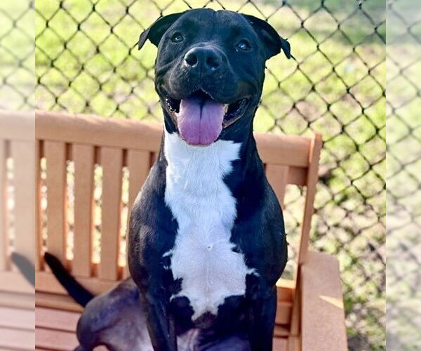 Medium Photo #2 American Staffordshire Terrier-Unknown Mix Puppy For Sale in Tavares, FL, USA