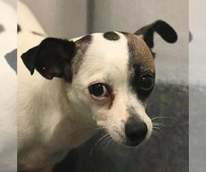 Mutt Dogs for adoption in San Antonio, TX, USA