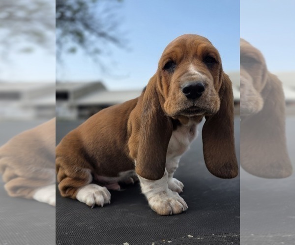 Medium Photo #51 Basset Hound Puppy For Sale in GREENLEAF, WI, USA