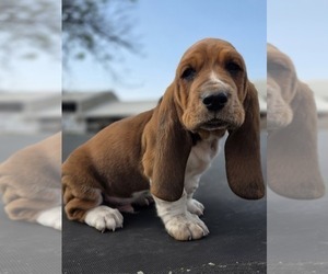 Medium Basset Hound