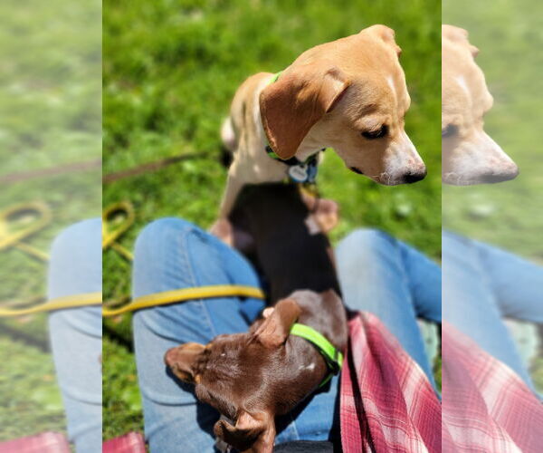 Medium Photo #3 Mutt Puppy For Sale in Crystal, MN, USA