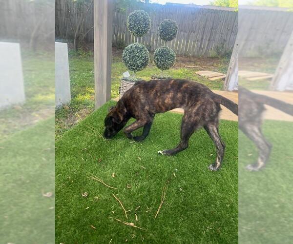 Medium Photo #10 Mutt Puppy For Sale in Holly Springs, NC, USA