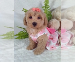 Bichpoo Puppy for Sale in SUGARCREEK, Ohio USA