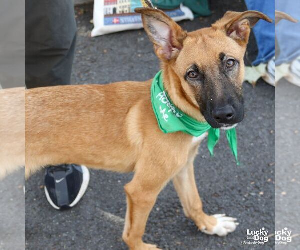 Medium Photo #5 Black Mouth Cur-Unknown Mix Puppy For Sale in Washington, DC, USA