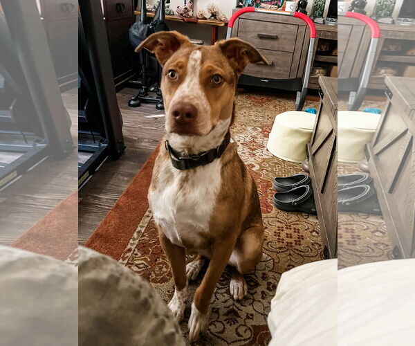 Medium Photo #6 Labrador Retriever-Red Heeler Mix Puppy For Sale in Rosenberg, TX, USA