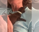 Small #5 Doberman Pinscher