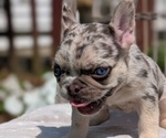 Small #5 French Bulldog