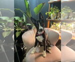 Small #1 Breeder Profile image