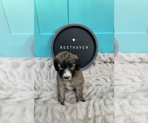 Sheepadoodle Puppy for sale in CENTURY, FL, USA