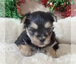 Morkie Puppy for sale in CORNERSVILLE, TN, USA