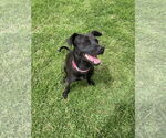 Small #13 Labrador Retriever Mix