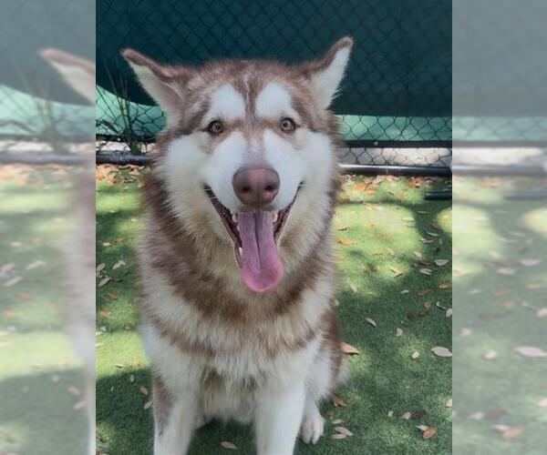 Medium Photo #1 Alaskan Malamute Puppy For Sale in Palmetto, FL, USA