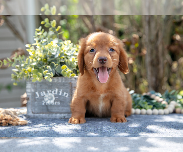 Medium Photo #2 Dachshund Puppy For Sale in SALEM, IN, USA