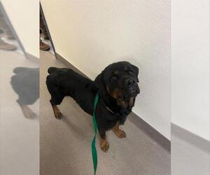 Rottweiler Dogs for adoption in HESPERIA, CA, USA