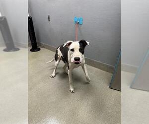 Mutt Dogs for adoption in Las Vegas, NV, USA