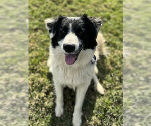 Australian Shepherd Dogs for adoption in Riverside, CA, USA