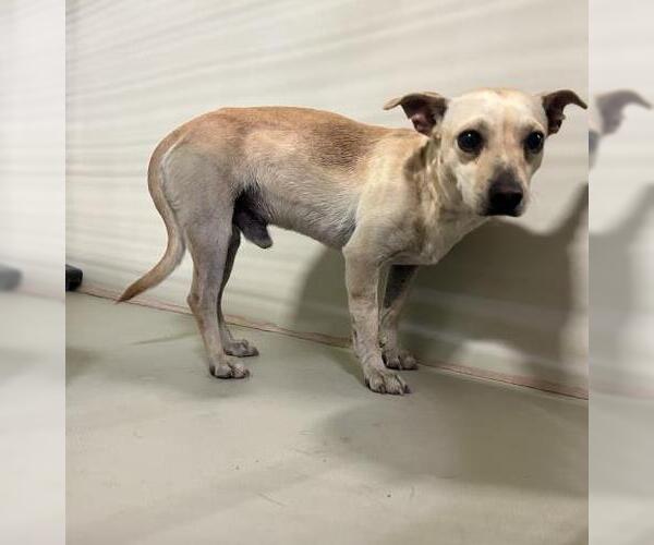 Medium Photo #1 Chihuahua Puppy For Sale in Bakersfield, CA, USA