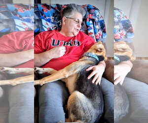 Akamai - Female Mutt Dog for Adoption - Photo #4
