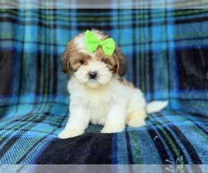 Shih-Poo Puppy for sale in LAKELAND, FL, USA