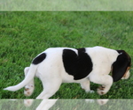 Small Photo #3 Beagle Puppy For Sale in SHILOH, OH, USA