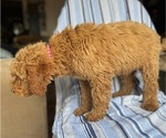 Small #1 Goldendoodle (Miniature)