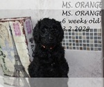 Puppy Ms Orange German Shorthaired Pointer
