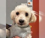 Small #1 Poodle (Standard)