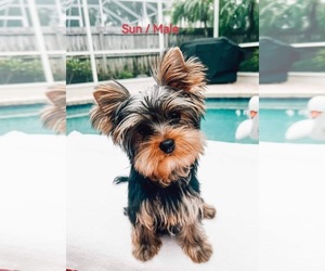 Yorkshire Terrier Puppy for sale in TARPON SPRINGS, FL, USA