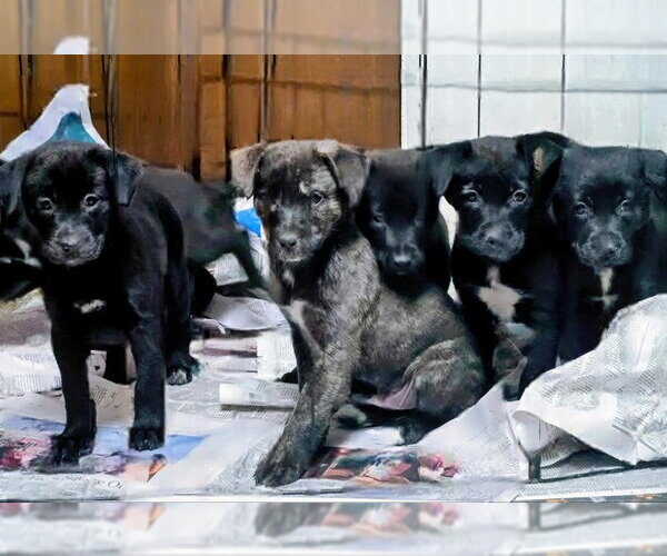 Medium Photo #3 Labrador Retriever-Unknown Mix Puppy For Sale in House Springs, MO, USA